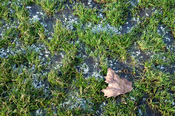 Hoar frost and ice crystals on a frozen green grass lawn on a frozen cold winter day
