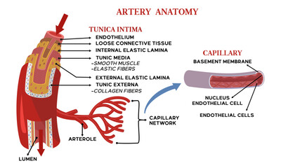 Illustration of artery anatomy along with an explanation of the name of each part