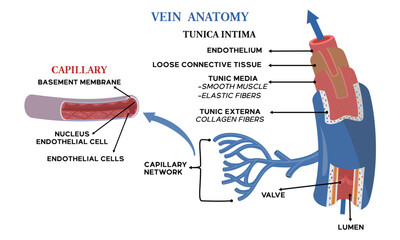 Illustration of vein anatomy along with an explanation of the name of each part