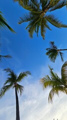 Palm tree leaves on the beach