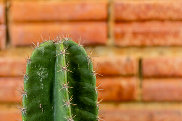Green cactus, brown brick background.selective focus