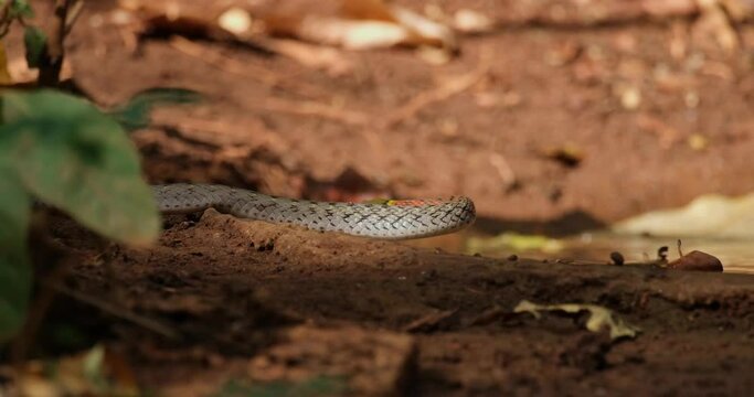 Seen drinking water during a hot afternoon then moves away to the left, Red-necked Keelback or Red-Necked Keelback Snake Rhabdophis subminiatus, Thailand