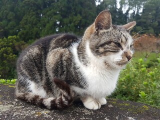 Obraz premium close up of a cat (Azores, Sao Miguel)