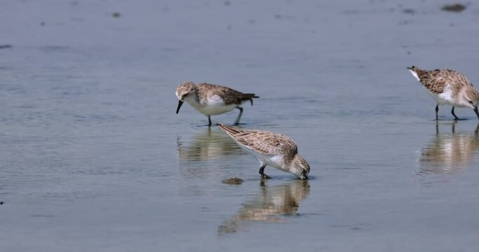 A busy scenario of some Red-necked Stints feeding at a saltpan as they all disappear, Calidris ruficollis, Thailand