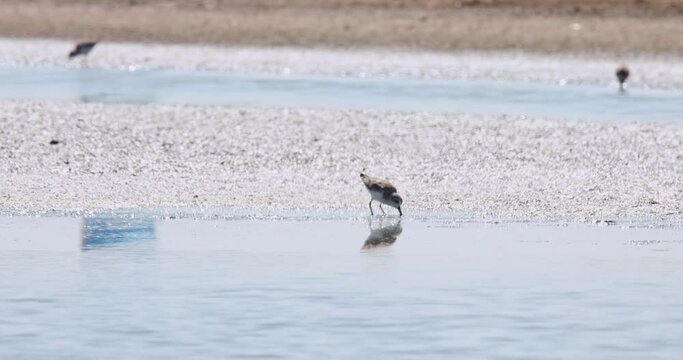 Moving to the right rapidly poking the mud for its specialized food, Spoon-billed Sandpiper Calidris pygmaea, Thailand