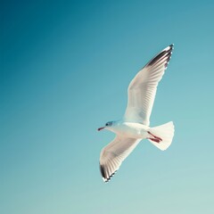 Fototapeta premium White Bird Soaring Gracefully Above a Vivid Blue Sky