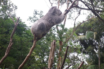 A little  Koala hanging on dry wood