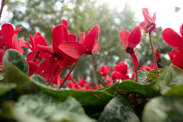 Obraz premium Cyclamen flower in garden for nature background.