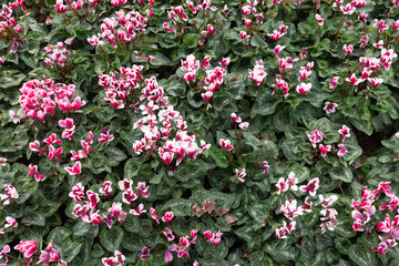 Cyclamen flower in garden for nature background.