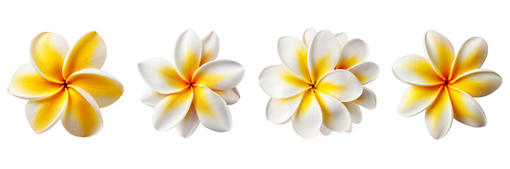 Set of plumeria isolated on a transparent background