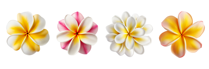 Set of plumeria isolated on a transparent background