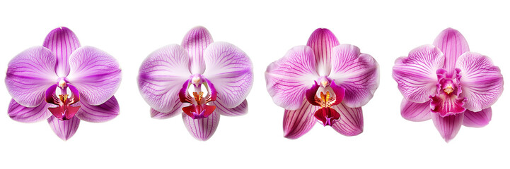 Set of orchid isolated on a transparent background