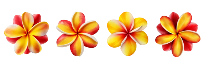 Foto auf Acrylglas Set of plumeria yellow and red combination top view isolated on a transparent background © ANILCHANDRO