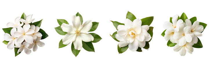 Set of jasmine top view isolated on a transparent background