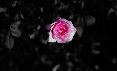 Pink rose on black & white background.