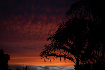 Silhouette of palms at sunset.