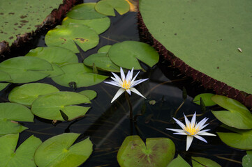 Water lily flower in pond