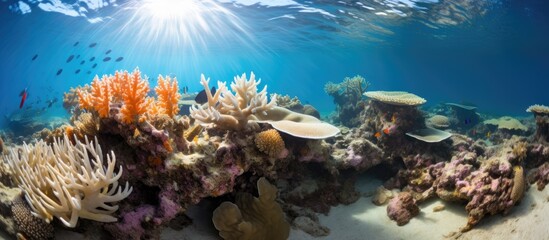 Naklejka na ściany i meble Corals provide vital support to marine life as a nursery, refuge, and food source.