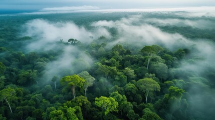 Aerial view of tropical rainforest with morning fog. Nature background