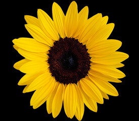 Fototapeta premium Sunflower on black background