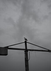Seagull black & white background.