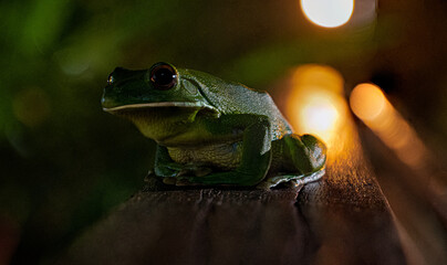 Close up shot of a green tree frog. 