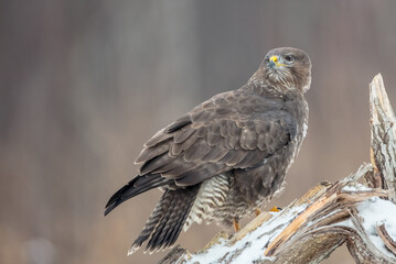 Common Buzzard in winter at a wet forest