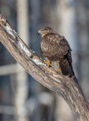Common Buzzard in winter at a wet forest