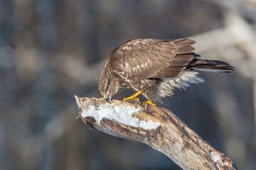 Common Buzzard in winter at a wet forest