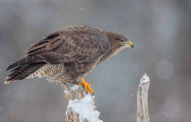 Common Buzzard in winter at a wet forest