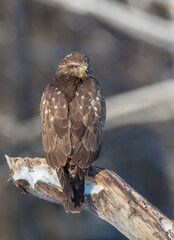 Common Buzzard in winter at a wet forest