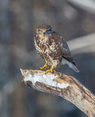 Common Buzzard in winter at a wet forest