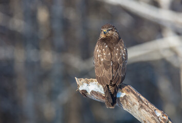 Common Buzzard in winter at a wet forest