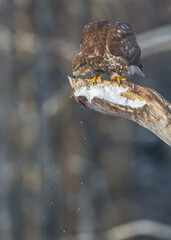 Common Buzzard in winter at a wet forest