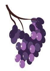 Grapes on branch, organic natural meal product