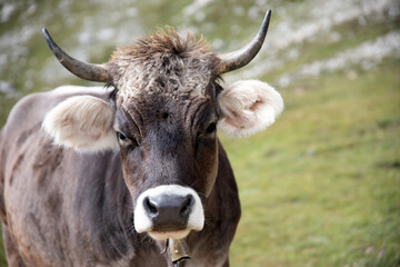 Cos in the Dolomites, grazing on beautiful green meadow. Scenery from Tre Cime.