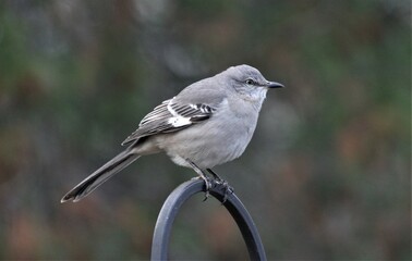 Mockingbird