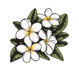 Frangipani flower vector vintage illustration graphic asset