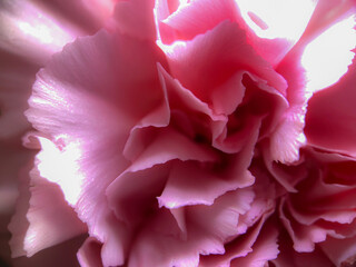 This image captures the essence of a pink carnation's soft petals, each layer a delicate whisper of...