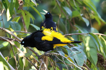Arrendajo culiamarillo _ Amazonia, Ecuador