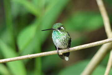 Punta blanca occidental Mindo, Ecuador.
