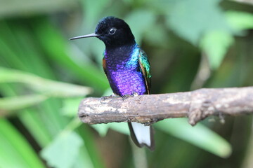 Colibrí Siete colores _ Mindo, Ecuado © ALEJANDRO