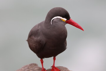 Gabiotín monja _ Lima, Perú