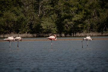 Fototapeta premium 1,2,3 the Flamingos