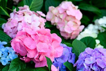 Pink and blue hydrangea flowers blossom in the ornamental garden