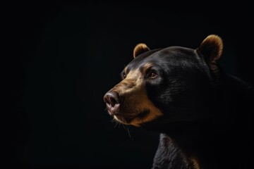 A portrait of a bear's face is seen on a black background. - obrazy, fototapety, plakaty