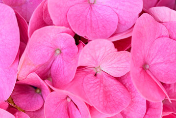Pink hydrangea flowers blossom, Flower background