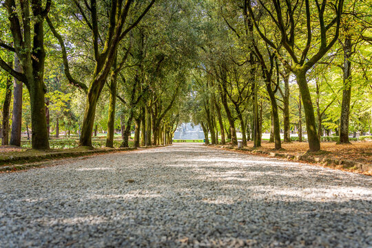 A stone path through the trees overhanging the walkway