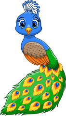 Beautiful peacock cartoon on white background