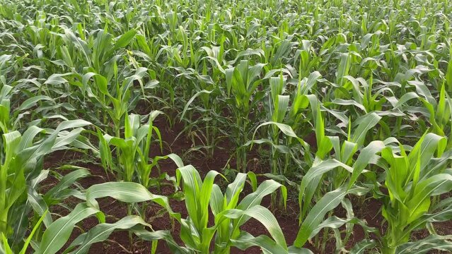 young corn plants in the corn field